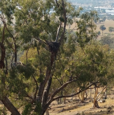 Aquila audax (Wedge-tailed Eagle) at Hume, ACT - 25 Jan 2018 by nathkay