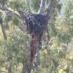 Aquila audax at Hume, ACT - 26 Jan 2018