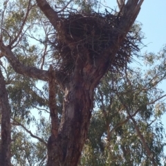 Aquila audax at Hume, ACT - 26 Jan 2018