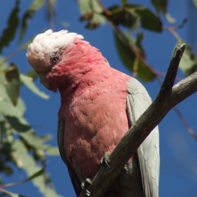 Eolophus roseicapilla (Galah) at Gungahlin, ACT - 4 Jan 2012 by KMcCue