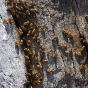 Apis mellifera at Gungahlin, ACT - 5 Jan 2012