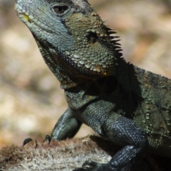 Intellagama lesueurii howittii (Gippsland Water Dragon) at Canberra Central, ACT - 17 Jan 2012 by KMcCue