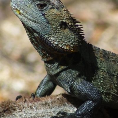 Intellagama lesueurii howittii (Gippsland Water Dragon) at ANBG - 17 Jan 2012 by KMcCue