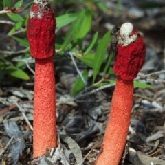 Phallus rubicundus (Phallus rubicundus) at Aranda, ACT - 15 Mar 2012 by KMcCue