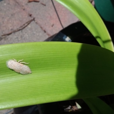 Ledromorpha planirostris (A leafhopper) at Wamboin, NSW - 22 Dec 2017 by natureguy