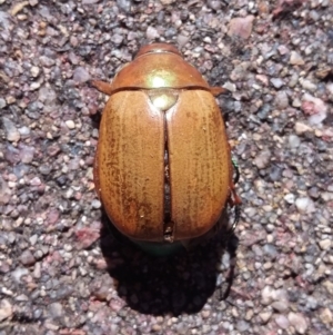 Anoplognathus brunnipennis at Wamboin, NSW - 22 Dec 2017