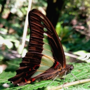 Graphium choredon at Acton, ACT - 29 Jan 2018