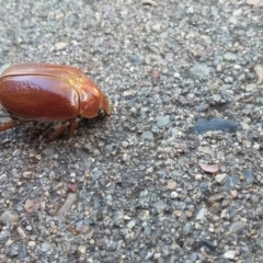 Anoplognathus sp. (genus) (Unidentified Christmas beetle) at QPRC LGA - 22 Dec 2017 by natureguy