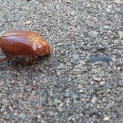 Anoplognathus sp. (genus) at QPRC LGA - 22 Dec 2017