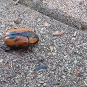 Chondropyga dorsalis at Kowen, ACT - 22 Dec 2017