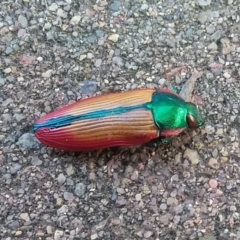 Temognatha limbata (Limbata jewel beetle) at Wamboin, NSW - 22 Dec 2017 by natureguy