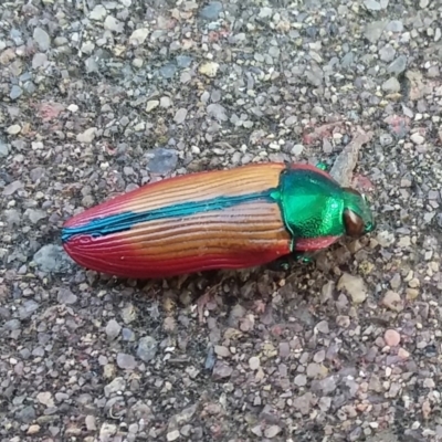 Temognatha limbata (Limbata jewel beetle) at Wamboin, NSW - 22 Dec 2017 by natureguy