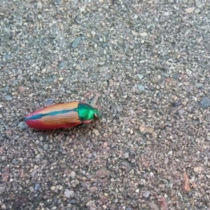 Temognatha limbata at Wamboin, NSW - 22 Dec 2017