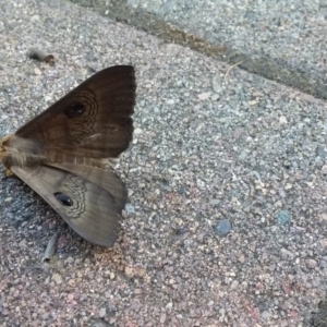 Dasypodia selenophora at Wamboin, NSW - 22 Dec 2017