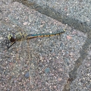 Hemicordulia tau at Wamboin, NSW - 22 Dec 2017