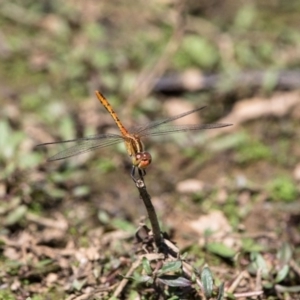 Diplacodes bipunctata at Gungahlin, ACT - 29 Jan 2018