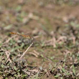 Diplacodes bipunctata at Gungahlin, ACT - 29 Jan 2018