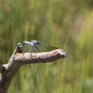 Orthetrum caledonicum at Gungahlin, ACT - 29 Jan 2018