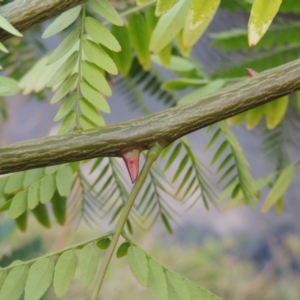 Gleditsia triacanthos at Molonglo River Reserve - 26 Jan 2018 07:33 PM