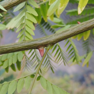 Gleditsia triacanthos (Honey Locust, Thorny Locust) at Coombs, ACT - 26 Jan 2018 by MichaelBedingfield