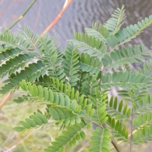 Gleditsia triacanthos at Molonglo River Reserve - 26 Jan 2018 07:33 PM