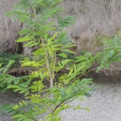 Gleditsia triacanthos at Molonglo River Reserve - 26 Jan 2018 07:33 PM