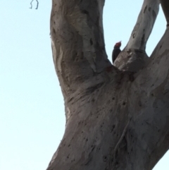 Callocephalon fimbriatum (Gang-gang Cockatoo) at Deakin, ACT - 17 Feb 2018 by KL