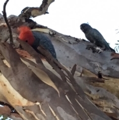 Callocephalon fimbriatum (Gang-gang Cockatoo) at GG52 - 17 Feb 2018 by KL