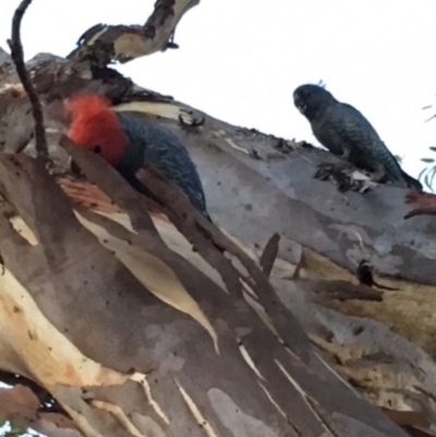 Callocephalon fimbriatum (Gang-gang Cockatoo) at GG52 - 17 Feb 2018 by KL