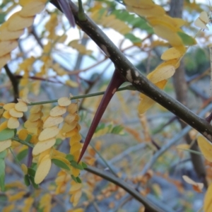 Gleditsia triacanthos at Molonglo River Reserve - 26 Jan 2018 09:08 PM