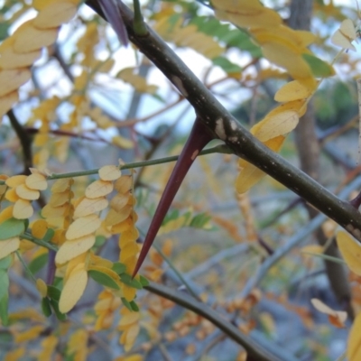 Gleditsia triacanthos (Honey Locust, Thorny Locust) at Coombs, ACT - 26 Jan 2018 by MichaelBedingfield