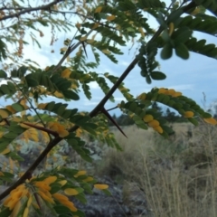 Gleditsia triacanthos at Molonglo River Reserve - 26 Jan 2018 09:08 PM