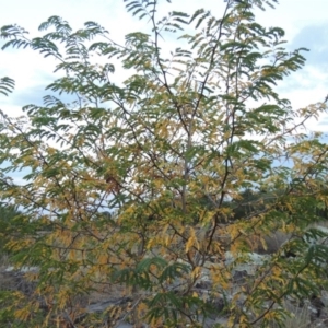 Gleditsia triacanthos at Molonglo River Reserve - 26 Jan 2018 09:08 PM