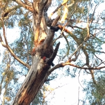 Callocephalon fimbriatum (Gang-gang Cockatoo) at Hughes, ACT - 29 Jan 2018 by KL