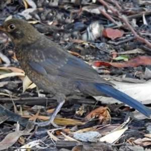 Turdus merula at Molonglo Valley, ACT - 29 Jan 2018