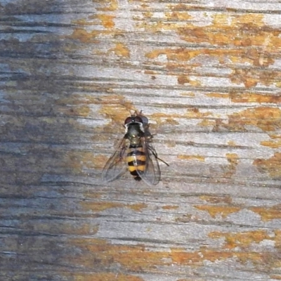 Melangyna viridiceps (Hover fly) at Molonglo Valley, ACT - 29 Jan 2018 by RodDeb