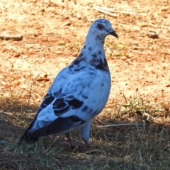 Columba livia (Rock Dove (Feral Pigeon)) at National Zoo and Aquarium - 29 Jan 2018 by RodDeb