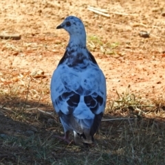 Columba livia at Molonglo Valley, ACT - 29 Jan 2018 10:07 AM