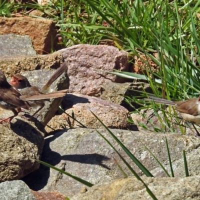 Malurus cyaneus (Superb Fairywren) at Molonglo Valley, ACT - 28 Jan 2018 by RodDeb