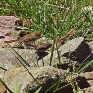 Malurus cyaneus at Molonglo Valley, ACT - 29 Jan 2018