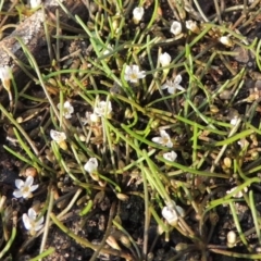 Limosella australis (Austral Mudwort) at Molonglo River Reserve - 26 Jan 2018 by michaelb