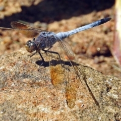 Orthetrum caledonicum (Blue Skimmer) at National Zoo and Aquarium - 28 Jan 2018 by RodDeb