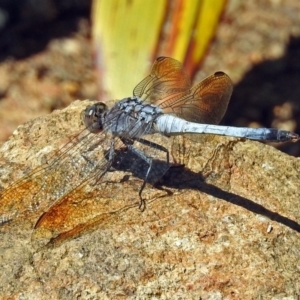 Orthetrum caledonicum at Molonglo Valley, ACT - 29 Jan 2018 09:56 AM