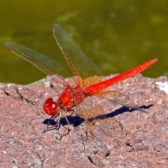 Diplacodes haematodes (Scarlet Percher) at Molonglo Valley, ACT - 28 Jan 2018 by RodDeb