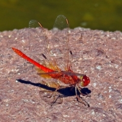 Diplacodes haematodes at Molonglo Valley, ACT - 29 Jan 2018 09:53 AM