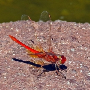 Diplacodes haematodes at Molonglo Valley, ACT - 29 Jan 2018 09:53 AM
