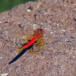 Diplacodes haematodes at Molonglo Valley, ACT - 29 Jan 2018 09:53 AM