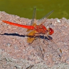 Diplacodes haematodes at Molonglo Valley, ACT - 29 Jan 2018 09:53 AM