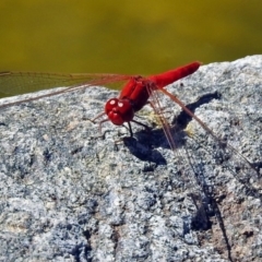 Diplacodes haematodes at Molonglo Valley, ACT - 29 Jan 2018 09:53 AM