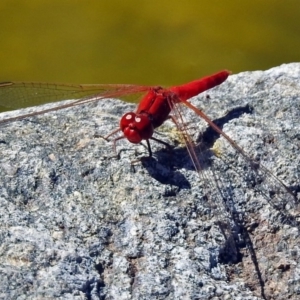 Diplacodes haematodes at Molonglo Valley, ACT - 29 Jan 2018 09:53 AM